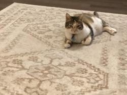 Lost Female Cat last seen Palm St. and Magnolia St., Mansfield, TX 76063