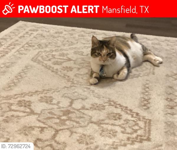 Lost Female Cat last seen Palm St. and Magnolia St., Mansfield, TX 76063
