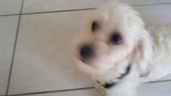 Lost Male Dog last seen Oceanside Blvd in Oceanside Village, Indialantic, FL 32903