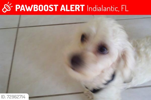 Lost Male Dog last seen Oceanside Blvd in Oceanside Village, Indialantic, FL 32903