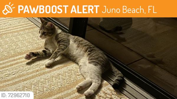 Found/Stray Male Cat last seen Near Uno Lago Dr, Juno Beach, FL 33408