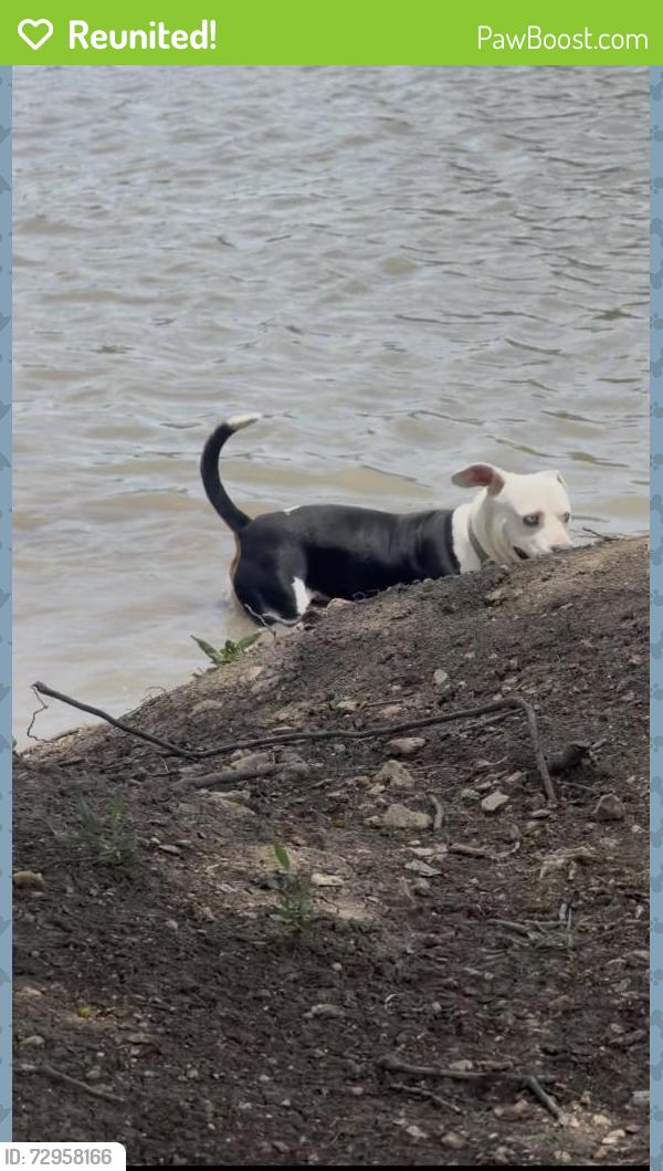 Reunited Male Dog last seen W vickery blvd, Fort Worth, TX 76116