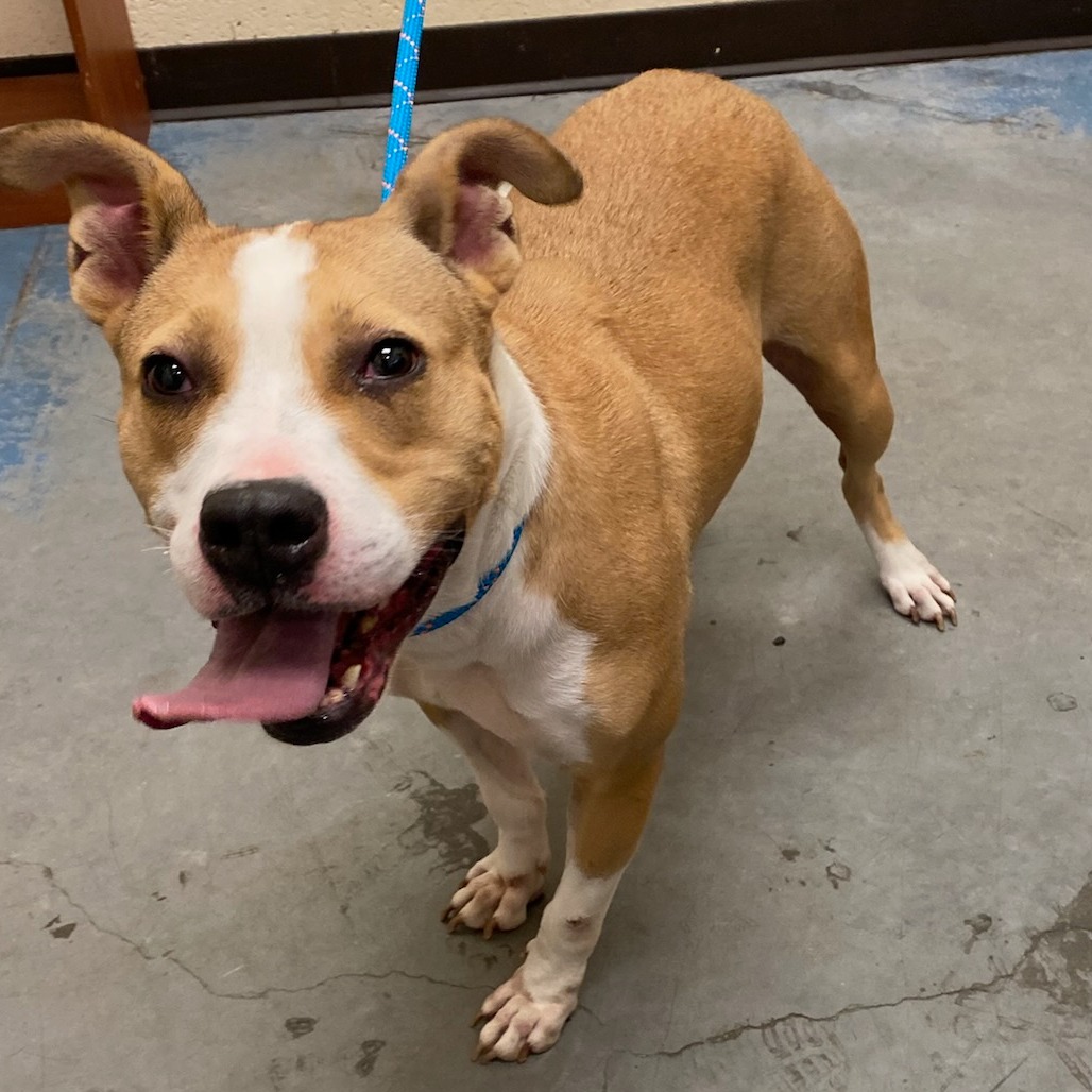Shelter Stray Female Dog last seen , Memphis, TN 38133