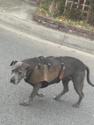 Found/Stray Female Dog last seen Dolores , Compton, CA 90220