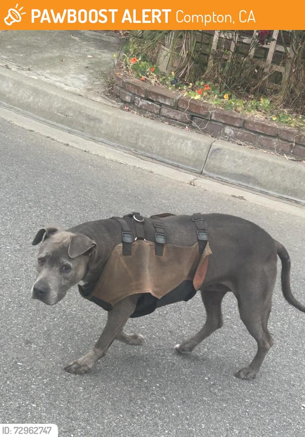Found/Stray Female Dog last seen Dolores , Compton, CA 90220
