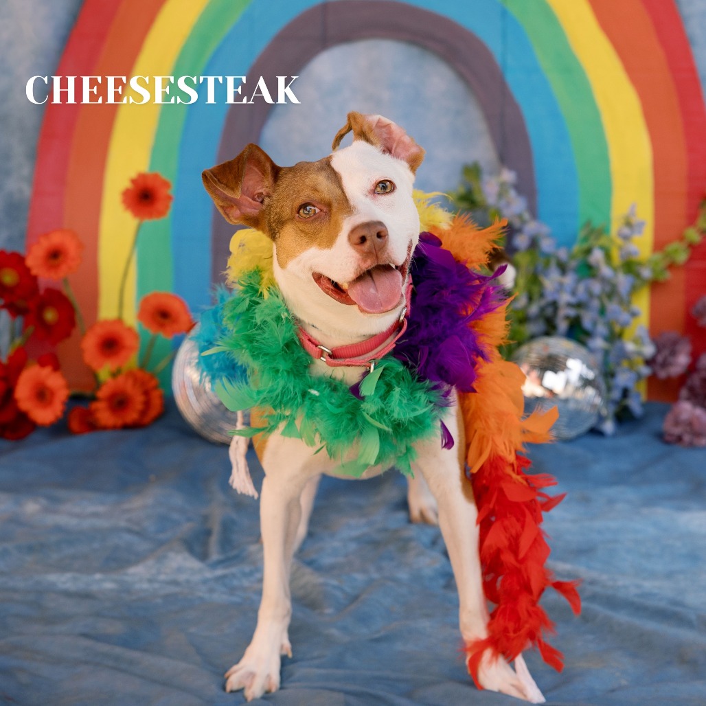 Shelter Stray Female Dog last seen , Philadelphia, PA 19140