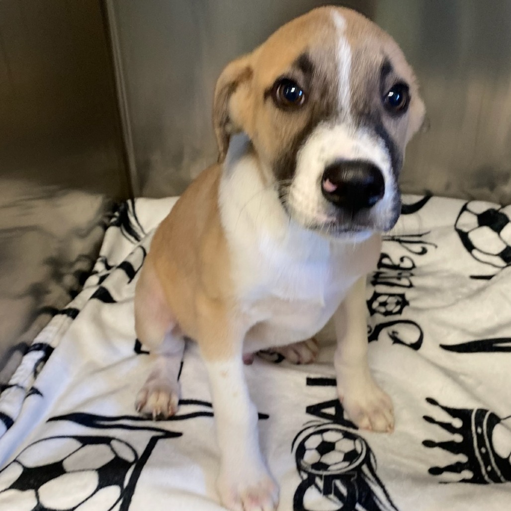 Shelter Stray Male Dog last seen , Memphis, TN 38133