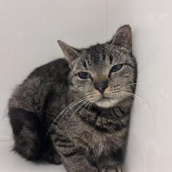 Shelter Stray Female Cat last seen , Philadelphia, PA 19140