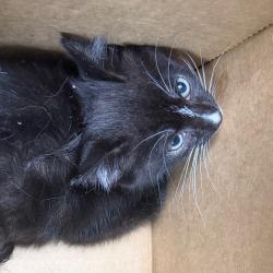 Shelter Stray Male Cat last seen , Philadelphia, PA 19140