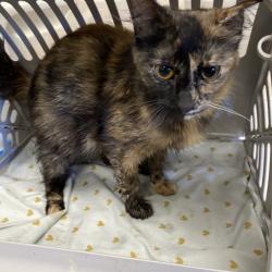 Shelter Stray Female Cat last seen , Memphis, TN 38133