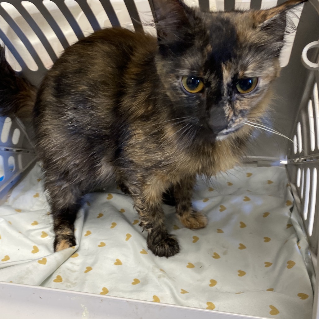 Shelter Stray Female Cat last seen , Memphis, TN 38133