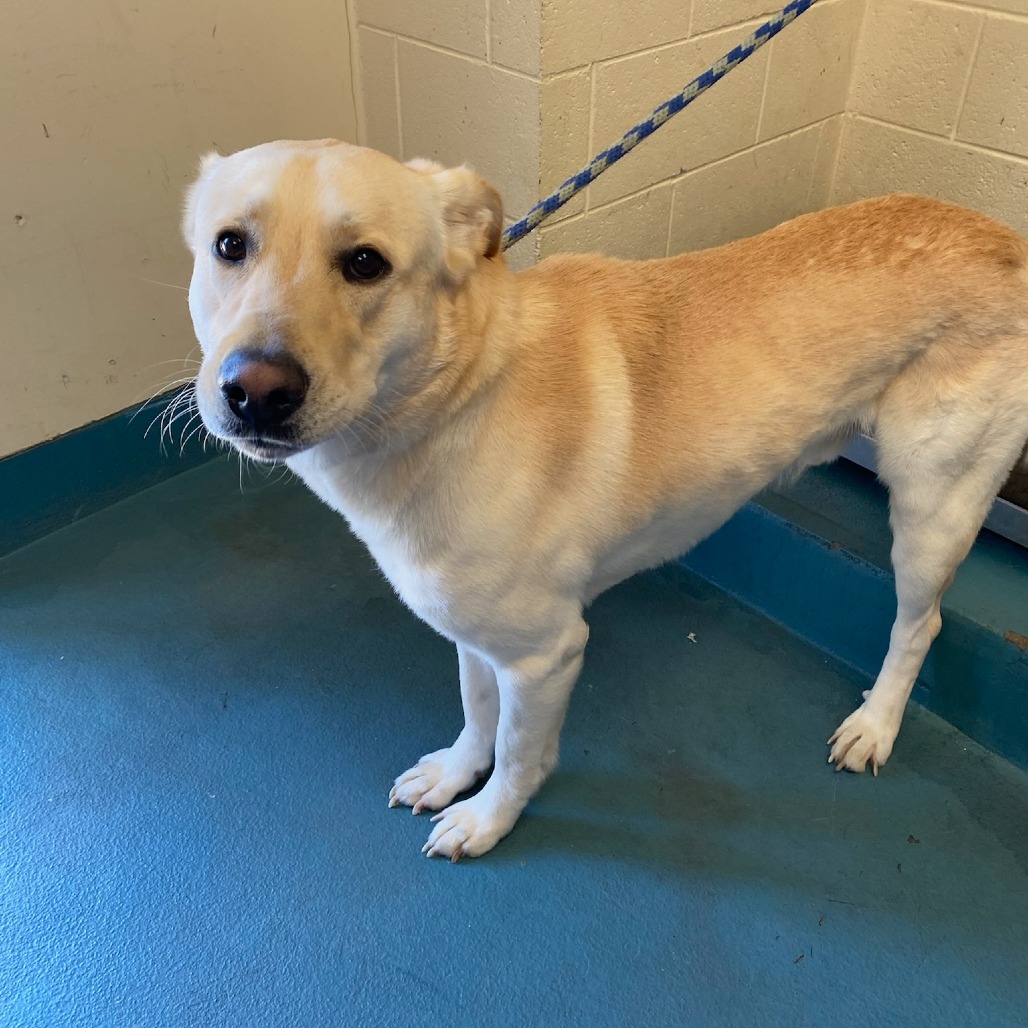 Shelter Stray Male Dog last seen , Memphis, TN 38133