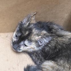 Shelter Stray Female Cat last seen , Philadelphia, PA 19140