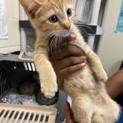 Shelter Stray Female Cat last seen , Memphis, TN 38133