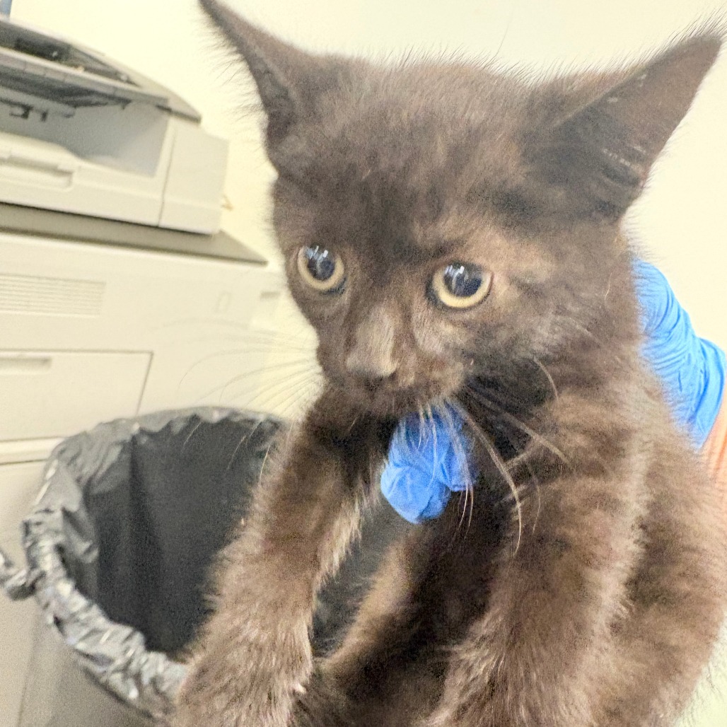 Shelter Stray Unknown Cat last seen , Philadelphia, PA 19140