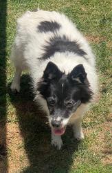 Found/Stray Unknown Dog last seen Brookhurst and La Palma , Anaheim, CA 92801