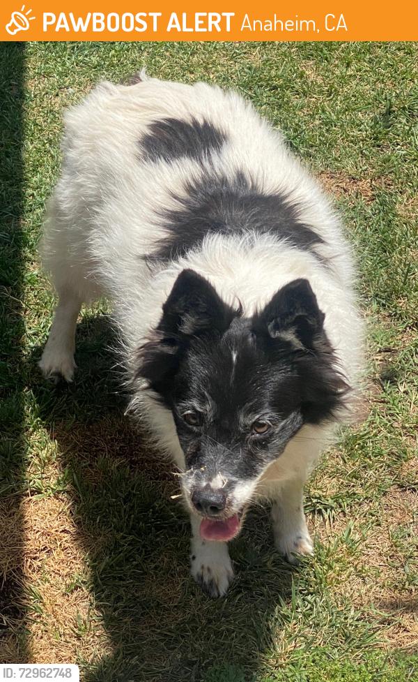 Found/Stray Unknown Dog last seen Brookhurst and La Palma , Anaheim, CA 92801