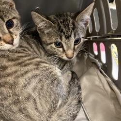 Shelter Stray Male Cat last seen , Memphis, TN 38133