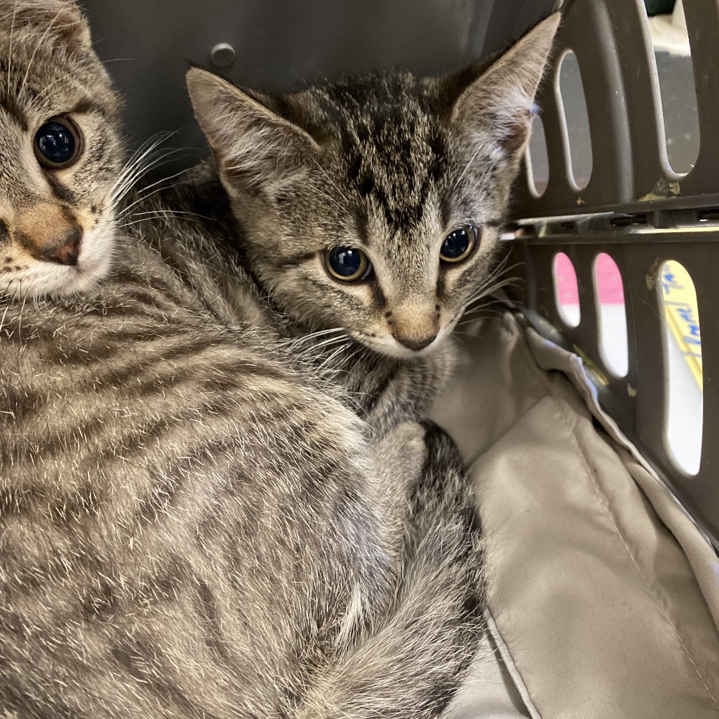 Shelter Stray Male Cat last seen , Memphis, TN 38133