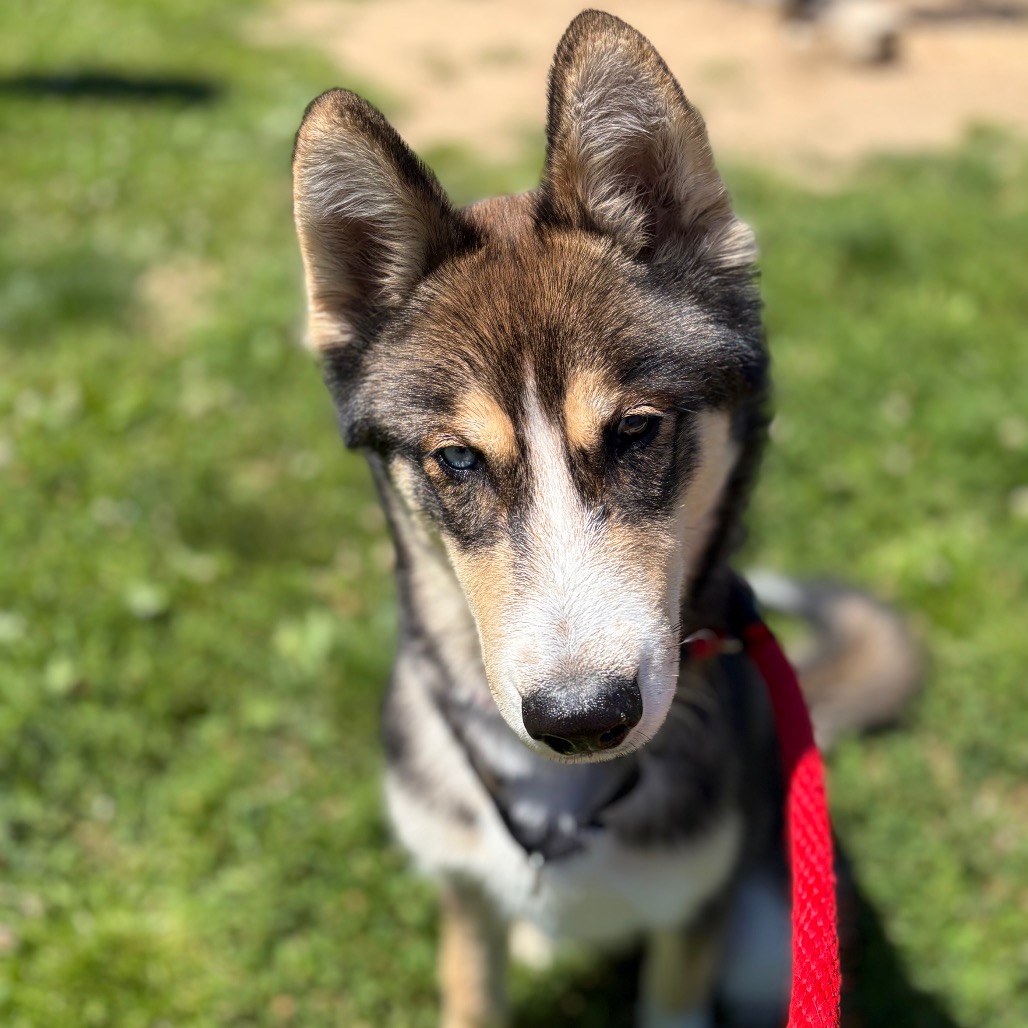 Shelter Stray Male Dog last seen , Philadelphia, PA 19140