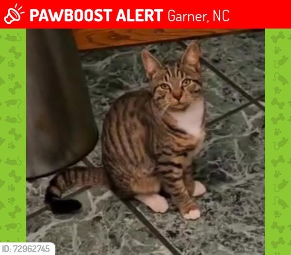 Lost Female Cat last seen Near Artic Circle, Garner, NC 27529