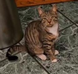 Lost Female Cat last seen Near Artic Circle, Garner, NC 27529