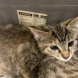 Shelter Stray Female Cat last seen , Memphis, TN 38133