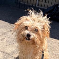 Shelter Stray Male Dog last seen , Philadelphia, PA 19140
