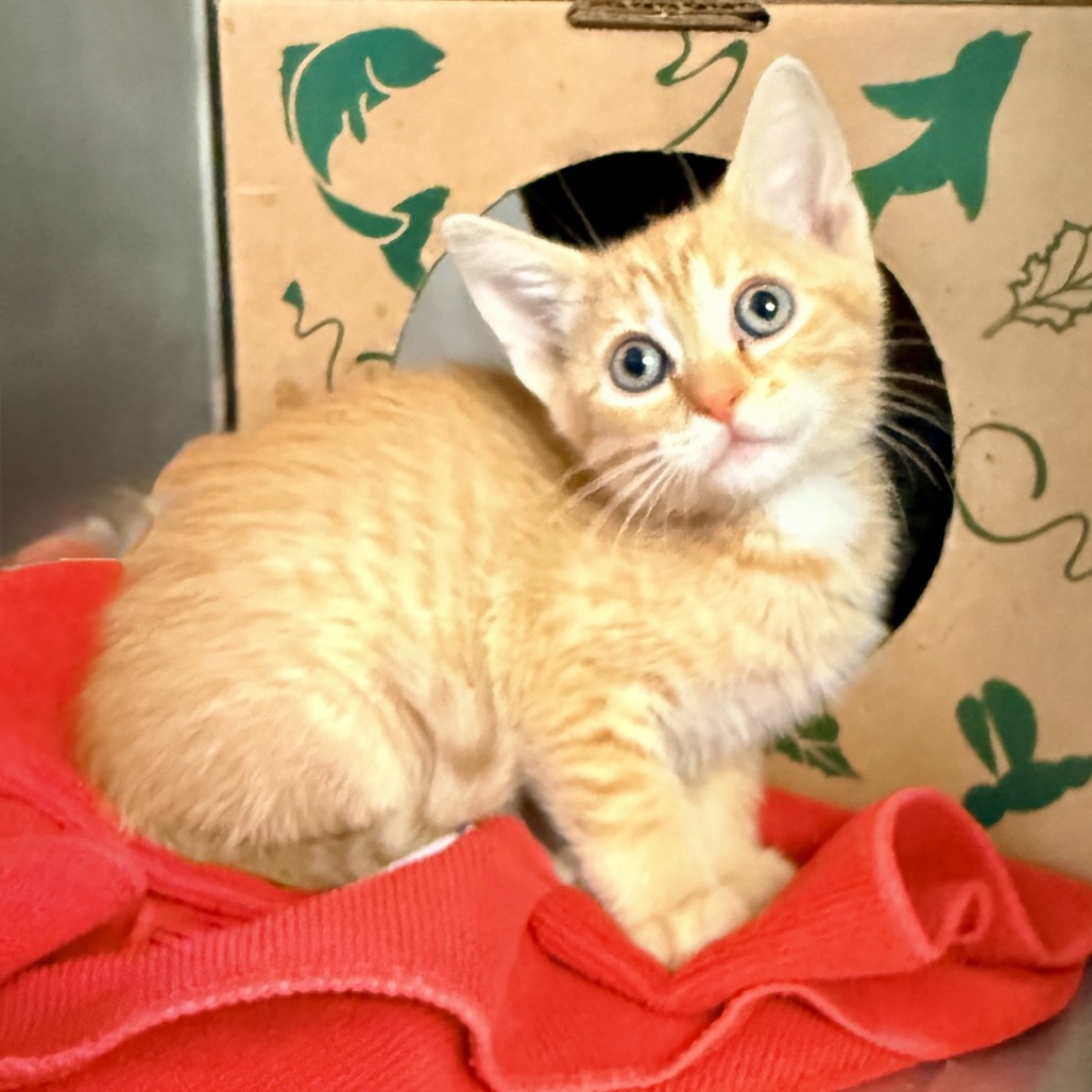 Shelter Stray Male Cat last seen , Palm Springs, CA 92264