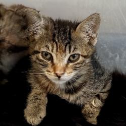 Shelter Stray Female Cat last seen , Palm Springs, CA 92264