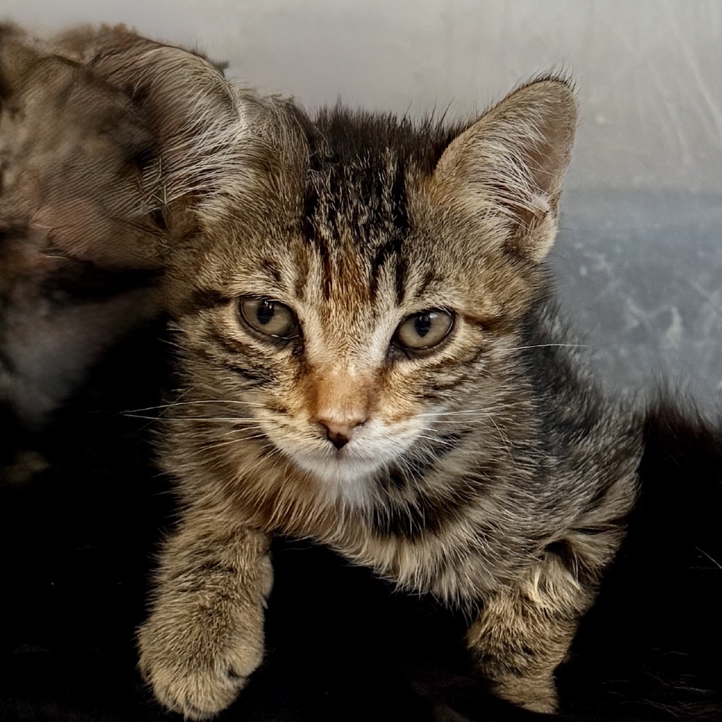 Shelter Stray Female Cat last seen , Palm Springs, CA 92264