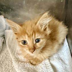 Shelter Stray Male Cat last seen , Palm Springs, CA 92264