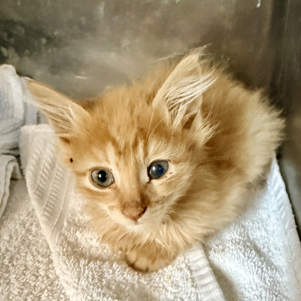 Shelter Stray Male Cat last seen , Palm Springs, CA 92264