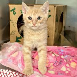 Shelter Stray Male Cat last seen , Palm Springs, CA 92264