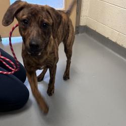 Shelter Stray Female Dog last seen , Asheville, NC 28806