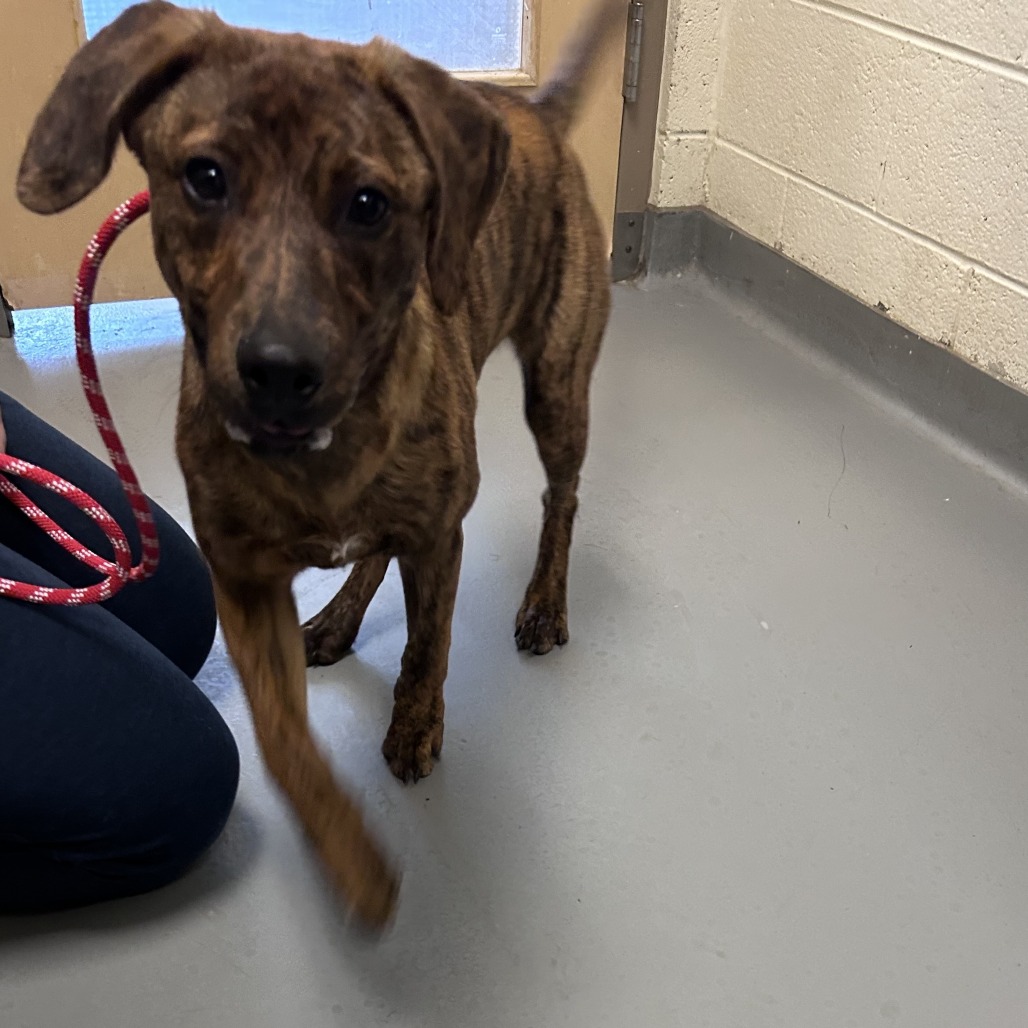 Shelter Stray Female Dog last seen , Asheville, NC 28806