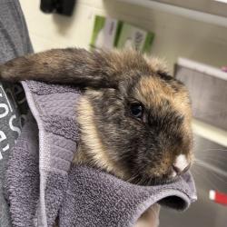 Shelter Stray Female Rabbit last seen , Asheville, NC 28806