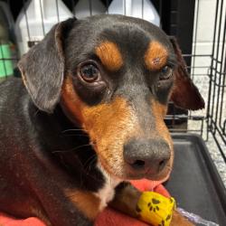 Shelter Stray Male Dog last seen , Greenville, SC 29609