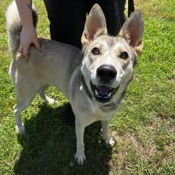 Shelter Stray Female Dog last seen , Greenville, SC 29609