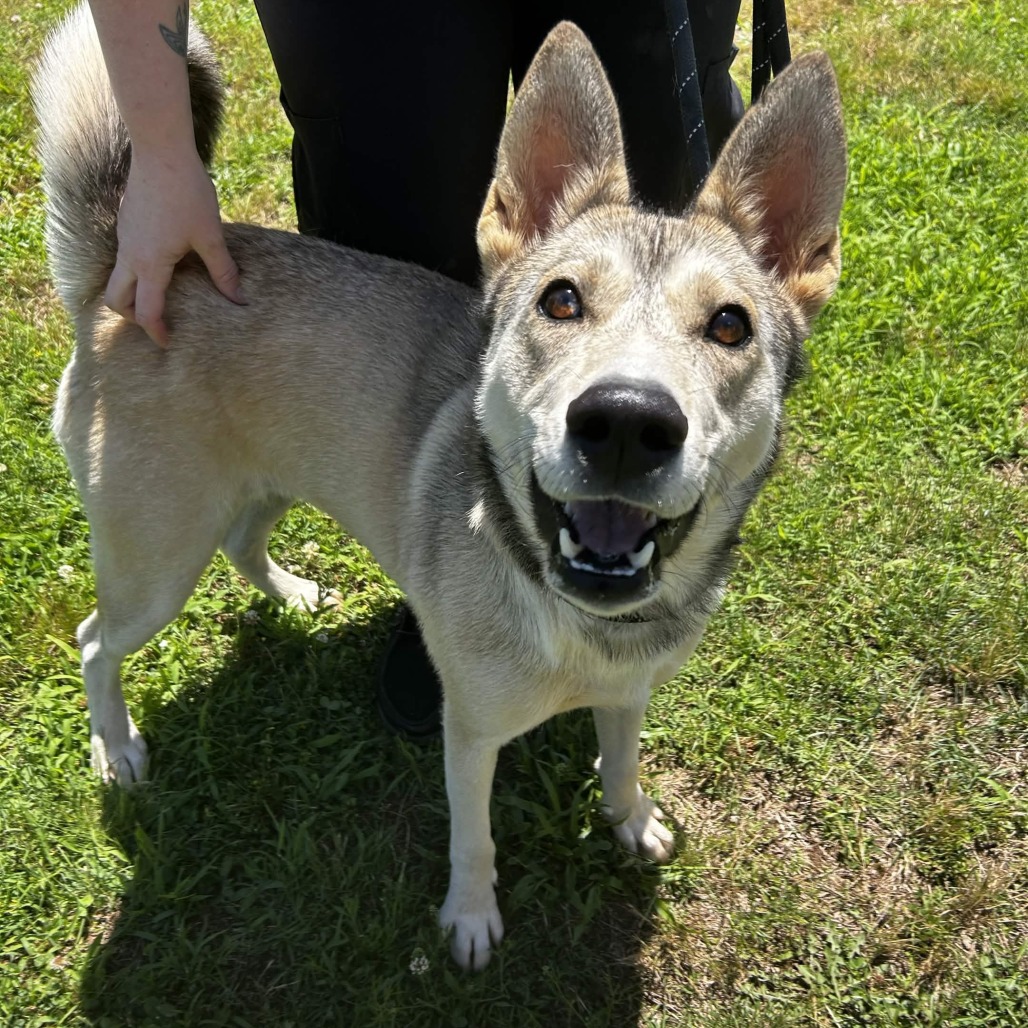 Shelter Stray Female Dog last seen , Greenville, SC 29609