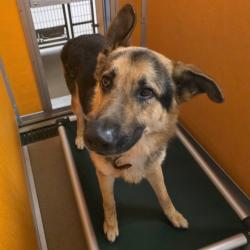 Shelter Stray Male Dog last seen , Norman, OK 73072