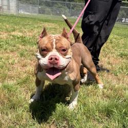 Shelter Stray Female Dog last seen , Greenville, SC 29609