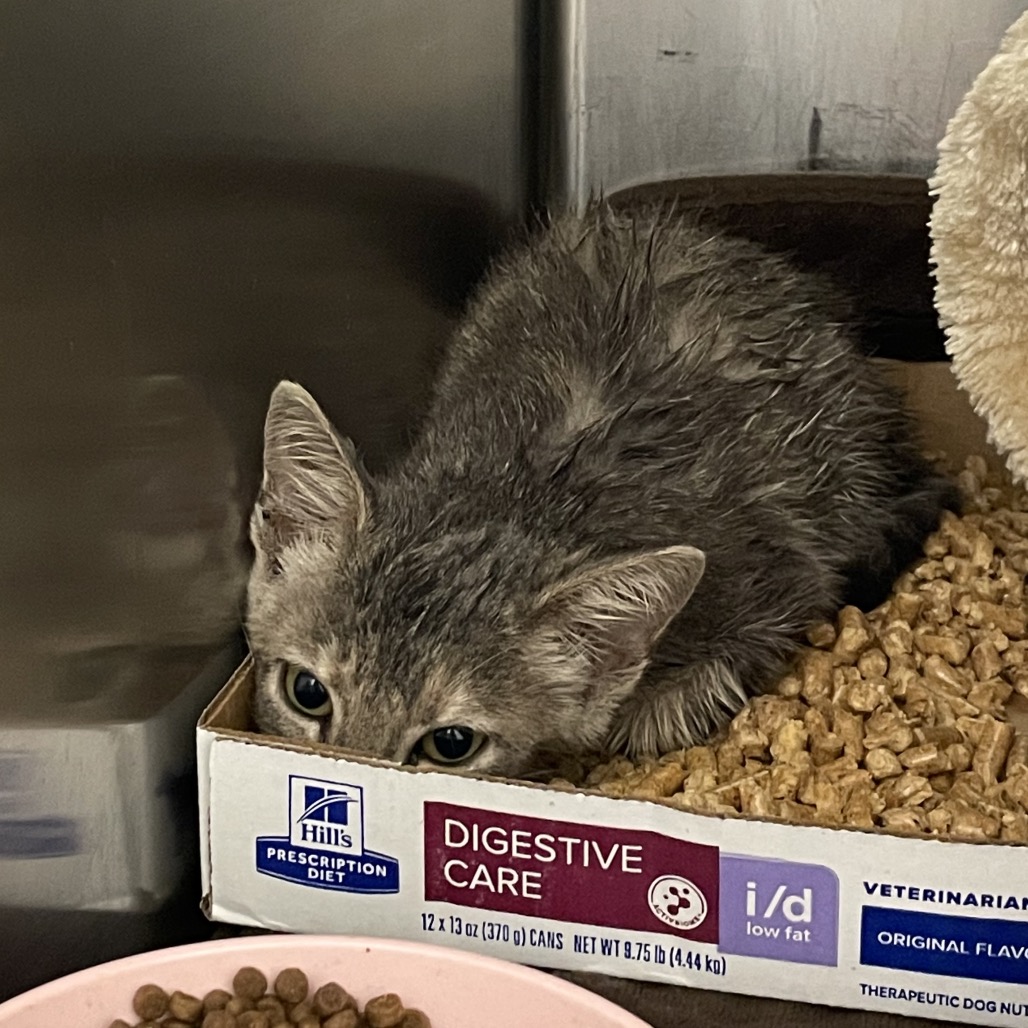 Shelter Stray Unknown Cat last seen , Dickinson, TX 77539