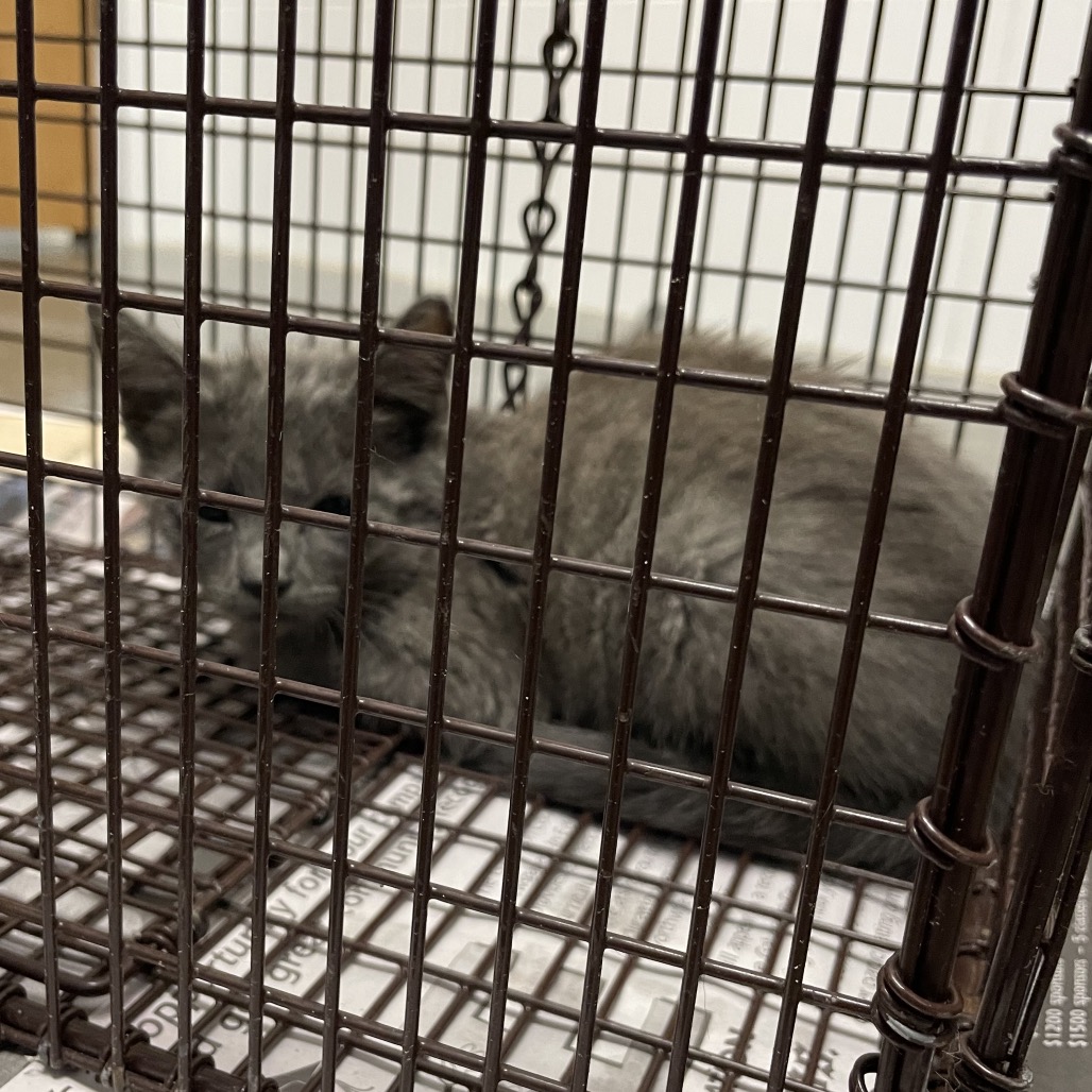 Shelter Stray Unknown Cat last seen , Dickinson, TX 77539