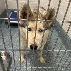 Shelter Stray Male Dog last seen , Greensboro, NC 27409