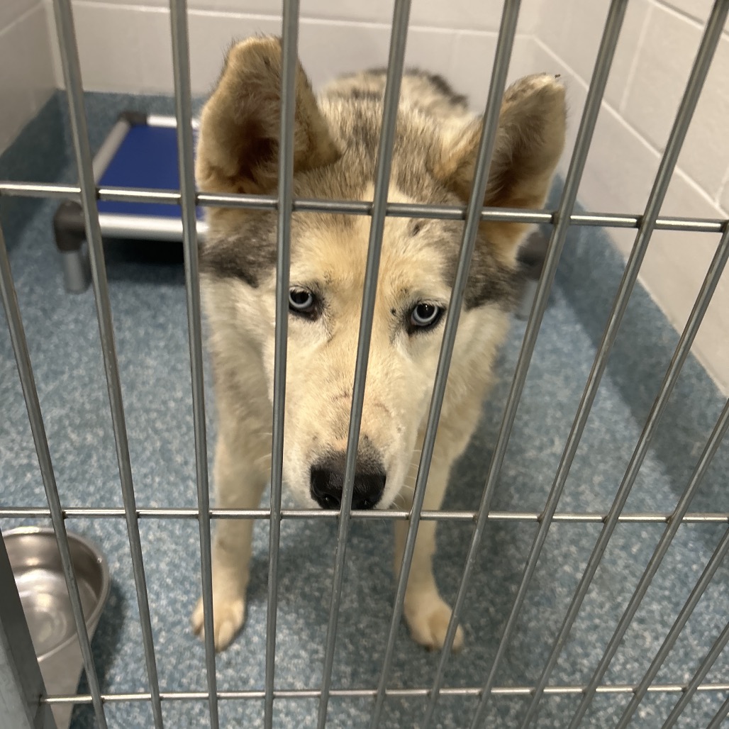Shelter Stray Male Dog last seen , Greensboro, NC 27409