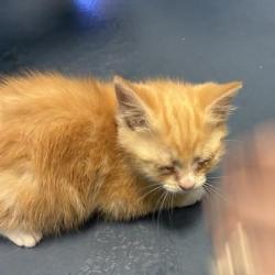 Shelter Stray Female Cat last seen , Greensboro, NC 27409