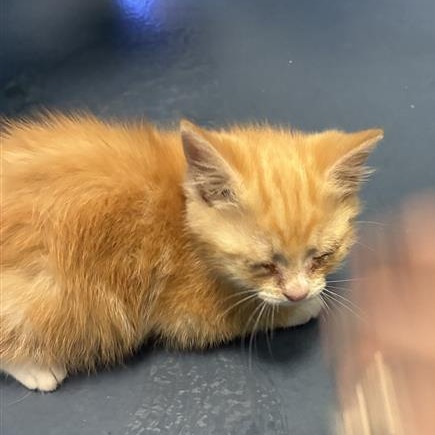 Shelter Stray Female Cat last seen , Greensboro, NC 27409