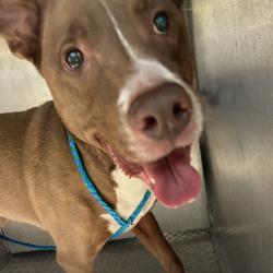 Shelter Stray Male Dog last seen , Greensboro, NC 27409