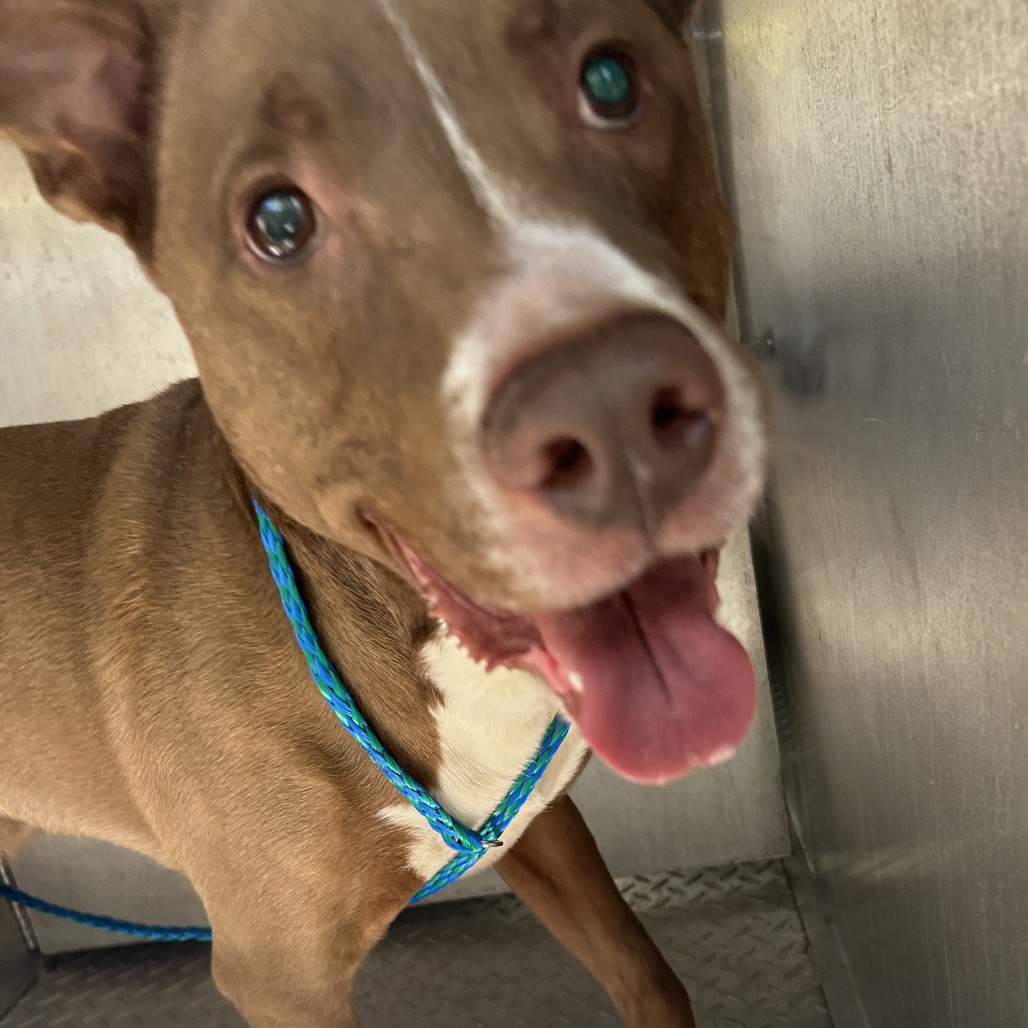 Shelter Stray Male Dog last seen , Greensboro, NC 27409